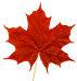cropped-Maple-Leaf